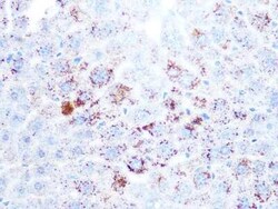 Cathepsin L/V/K/H Rabbit anti-Human, Mouse, Rat, Clone: 2Q10F10, Novus