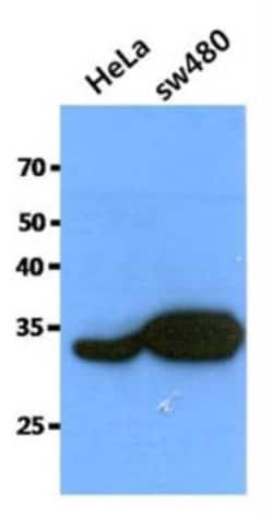 Cathepsin X/Z/P Antibody (6G11) - BSA Free, Novus Biologicals 0.1mL; Unlabeled:Antibodies,
