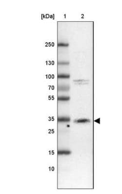 Cathepsin X/Z/P Antibody, Novus Biologicals:Antibodies:Primary Antibodies