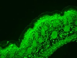 Cav1.3 Antibody (S48), Novus Biologicals 0.1mg; Unlabeled:Antibodies, Monoclonal
