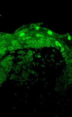 Cav1.3 Antibody (S48), Novus Biologicals 0.1mg; Unlabeled:Antibodies, Monoclonal