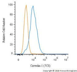 Caveolin-1 Antibody (7C8), Novus Biologicals:Antibodies:Primary Antibodies