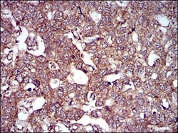Caveolin-2 Antibody (5E9E2) - BSA Free, Novus Biologicals:Antibodies:Primary