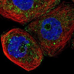 Caveolin-2 Antibody, Novus Biologicals 0.1mL; Unlabeled:Antibodies, Polyclonal