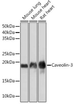 Caveolin-3 Rabbit anti-Human, Mouse, Rat, Clone: 4G5W2, Novus Biologicals 20 &mu;g | Buy Online | Novus Biologicals | Fisher Scientific