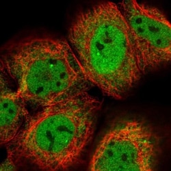 Cdc14A Antibody, Novus Biologicals:Antibodies:Primary Antibodies