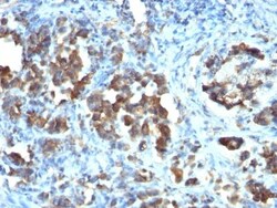Cdc20 Antibody (CDC20/1102), Novus Biologicals 0.2mg; Unlabeled:Antibodies,