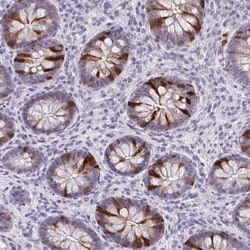 Cdc20 Antibody, Novus Biologicals 0.1mL; Unlabeled:Antibodies, Polyclonal