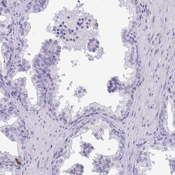 Cdc20 Antibody, Novus Biologicals 0.1mL; Unlabeled:Antibodies, Polyclonal