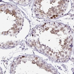 Cdc20 Antibody, Novus Biologicals 0.1mL; Unlabeled:Antibodies, Polyclonal