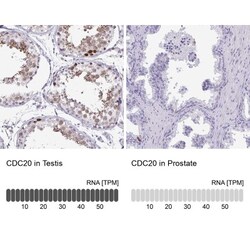 Cdc20 Antibody, Novus Biologicals 0.1mL; Unlabeled:Antibodies, Polyclonal