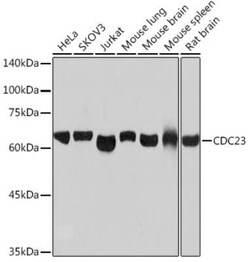 Cdc23 Rabbit anti-Human, Mouse, Rat, Clone: 1Q2I3, Novus Biologicals 20 &mu;g | Buy Online | Novus Biologicals | Fisher Scientific