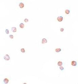 Cdc23 Antibody - BSA Free, Novus Biologicals 0.1 mg | Buy Online | Novus Biologicals | Fisher Scientific