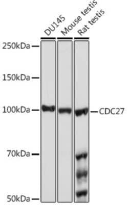 Cdc27 Rabbit anti-Human, Mouse, Rat, Clone: 7U5A3, Novus Biologicals:Antibodies:Primary
