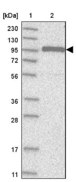 Cdc27 Antibody, Novus Biologicals 0.1mL; Unlabeled:Antibodies, Polyclonal
