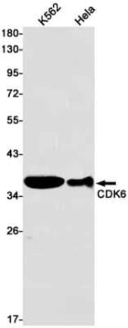 Cdk6 Rabbit anti-Human, Clone: S03-2G5, Novus Biologicals 25 &mu;g; Unconjugated:Antibodies,