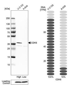 Cdk6 Antibody, Novus Biologicals:Antibodies:Primary Antibodies