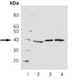 Mouse anti-Cdk7, Clone: MO1, Novus Biologicals 0.05mg; Unlabeled:Antibodies,