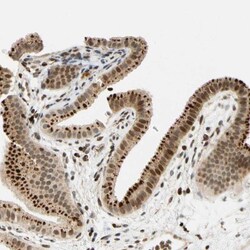 TWEAK R/TNFRSF12 Antibody, Novus Biologicals:Antibodies:Primary Antibodies