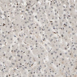 TWEAK R/TNFRSF12 Antibody, Novus Biologicals:Antibodies:Primary Antibodies