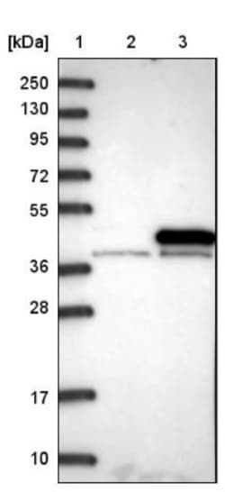 TWEAK R/TNFRSF12 Antibody, Novus Biologicals:Antibodies:Primary Antibodies