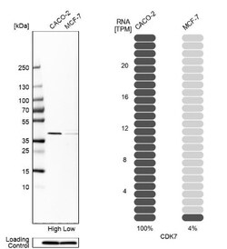 TWEAK R/TNFRSF12 Antibody, Novus Biologicals:Antibodies:Primary Antibodies