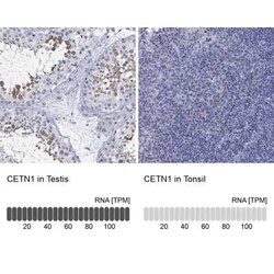 Centrin 1 Rabbit anti-Human, Polyclonal, Novus Biologicals:Antibodies:Primary