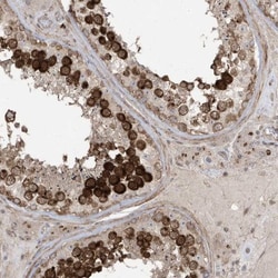 Centrin 3 Antibody, Novus Biologicals:Antibodies:Primary Antibodies