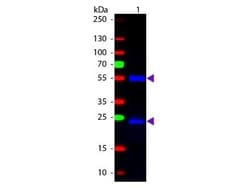 Chicken anti-Mouse IgG (H+L) Secondary Antibody, Novus Biologicals™