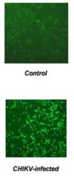 Chikungunya Virus Antibody (E26C4), Novus Biologicals 0.1mg; Unlabeled:Antibodies,