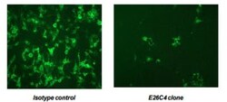 Chikungunya Virus Antibody (E26C4), Novus Biologicals 0.1mg; Unlabeled:Antibodies,