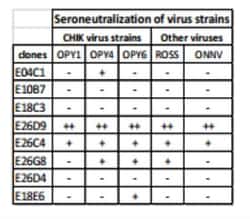 Chikungunya Virus Antibody (E26C4), Novus Biologicals 0.1mg; Unlabeled:Antibodies,
