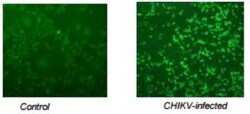 Chikungunya Virus Antibody (E26D9.02), Novus Biologicals 0.1mg; Unlabeled:Antibodies,
