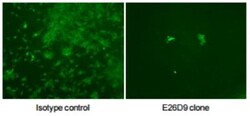 Chikungunya Virus Antibody (E26D9.02), Novus Biologicals 0.1mg; Unlabeled:Antibodies,
