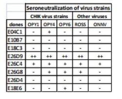 Chikungunya Virus Antibody (E26D9.02), Novus Biologicals 0.1mg; Unlabeled:Antibodies,