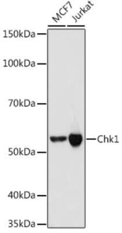 Chk1 Rabbit anti-Human, Clone: 0S3Q1, Novus Biologicals 20 &mu;g; Unconjugated:Antibodies,