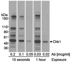 Chk1 Antibody, Novus Biologicals 0.1mg; Unlabeled:Antibodies, Polyclonal