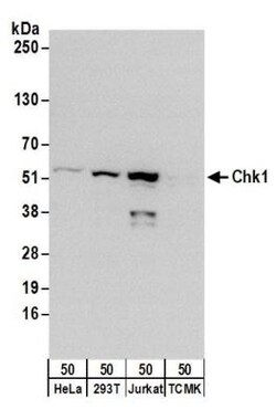 Chk1 Antibody, Novus Biologicals 0.1mg; Unlabeled:Antibodies, Polyclonal