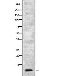 Cholecystokinin Antibody, Novus Biologicals 100 &mu;g; Unconjugated:Antibodies,