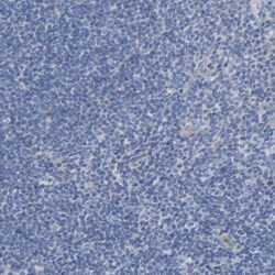 IMP Dehydrogenase 2/IMPDH2 Antibody, Novus Biologicals:Antibodies:Primary