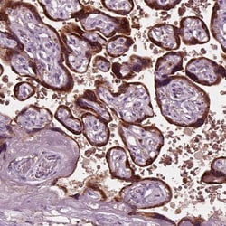 Chorionic Gonadotropin alpha Chain (hCG alpha) Antibody, Novus Biologicals