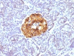 Chromogranin A Antibody (CGA/413), Novus Biologicals 0.2mg; Unlabeled:Antibodies,