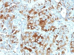Chromogranin A Antibody (CHGA/765), Novus Biologicals 0.2mg; Unlabeled:Antibodies,
