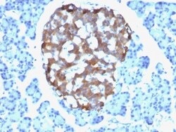 Chromogranin A Antibody (CHGA/765), Novus Biologicals 0.2mg; Unlabeled:Antibodies,