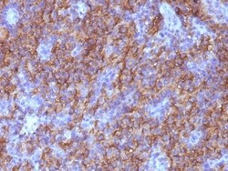 Chromogranin A Antibody (CHGA/765), Novus Biologicals 0.2mg; Unlabeled:Antibodies,