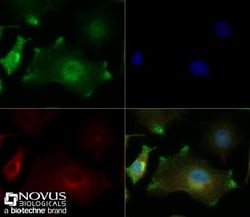 Chromogranin A Antibody - BSA Free, Novus Biologicals 1mL; Unlabeled:Antibodies,