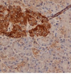 Chromogranin A Antibody - BSA Free, Novus Biologicals 0.5 mL; Unconjugated:Antibodies,