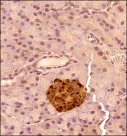Chromogranin A Antibody - BSA Free, Novus Biologicals 1mL; Unlabeled:Antibodies,