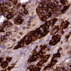 Chromogranin B Antibody, Novus Biologicals 0.1mL; Unlabeled:Antibodies,