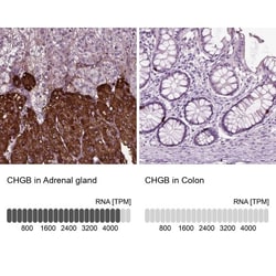 Chromogranin B Antibody, Novus Biologicals:Antibodies:Primary Antibodies